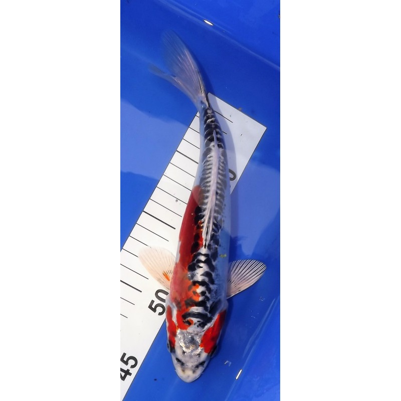 Koi Japon 20 - 25 cm