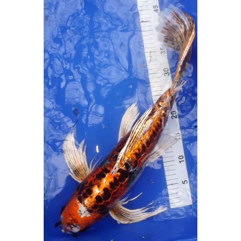 kin Kikokuryu  male 50cm