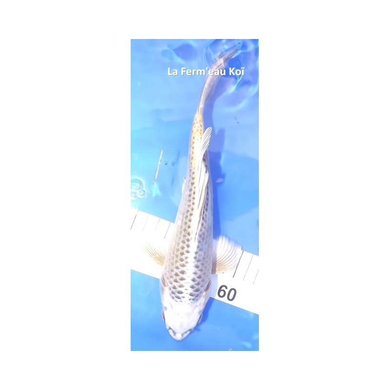 Ghost voile 20-25 cm