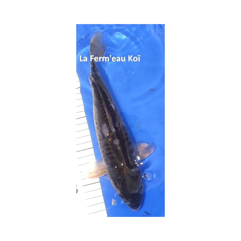 Doitsu Chagoï 25-30 cm