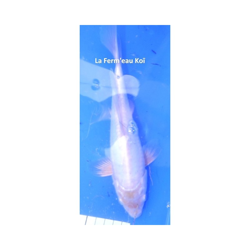 Doitsu platinium 20-25 cm