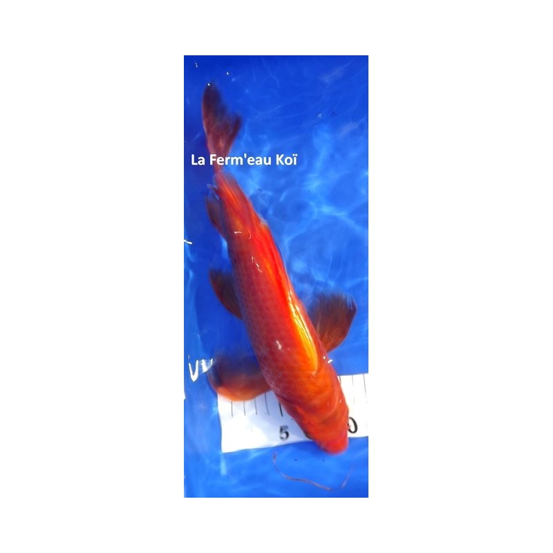 Benigoï voile 30-35 cm