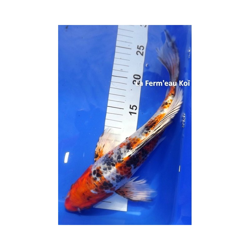 Yamatonishiki voile 30-35 cm