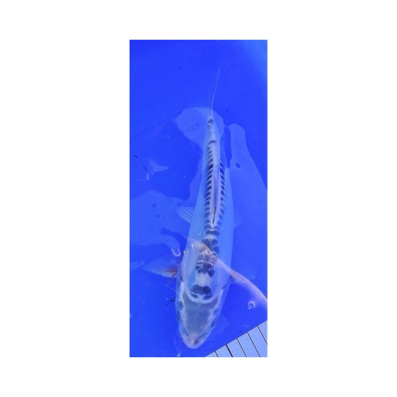 Doitsu matsuba 20-25 cm