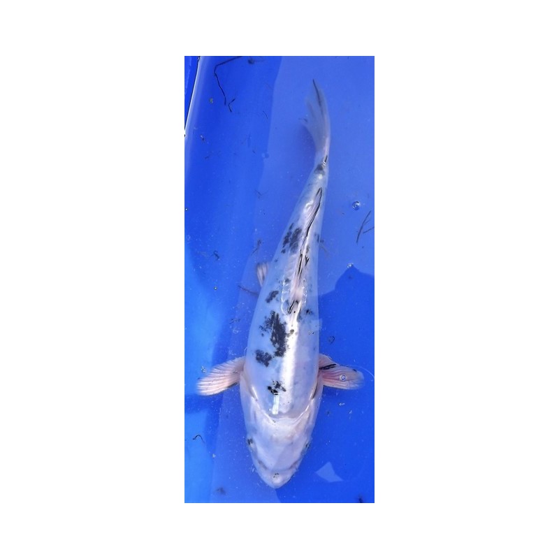 Doitsu shiro bekko 20-25 cm