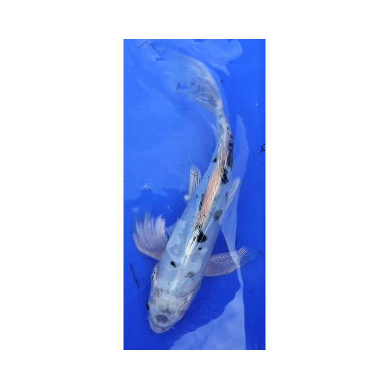 Shiro bekko voile 25-30 cm