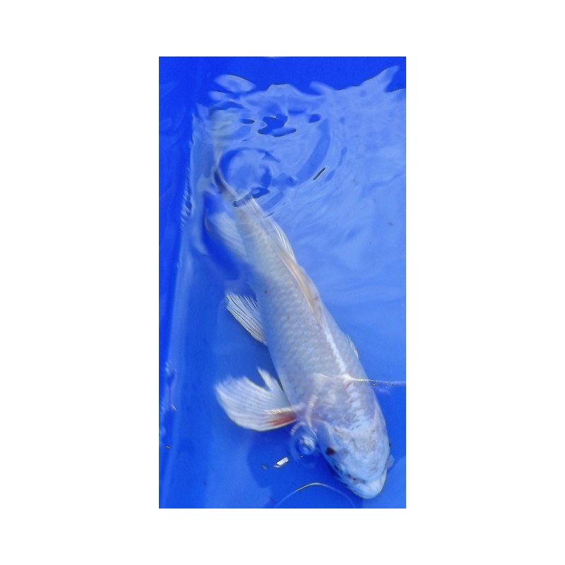 Hariwake voile 20-25 cm