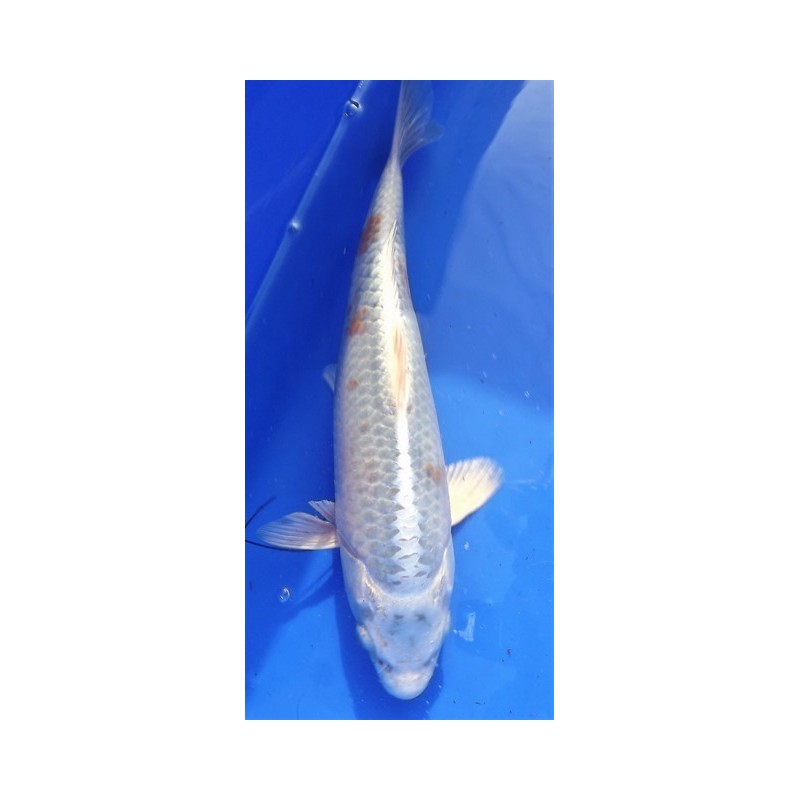 Kogane ochiba 25-30 cm