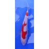 Kohaku 20-25 cm