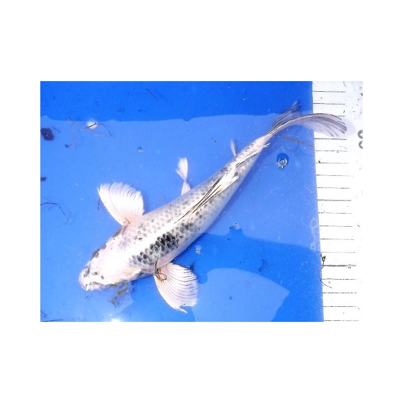 Matsuba voile 20-25 cm