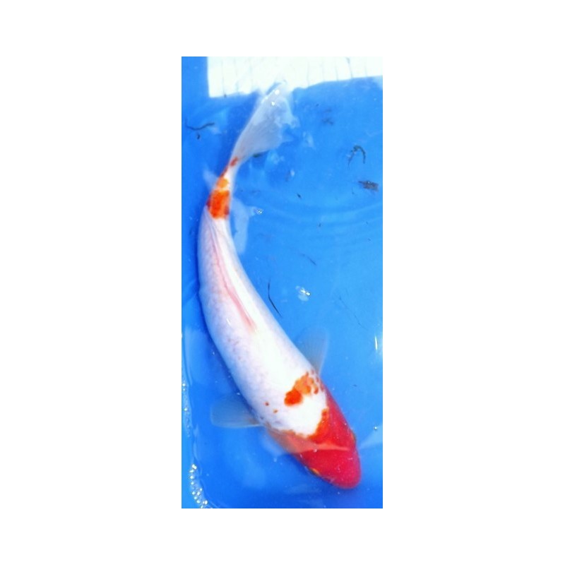 Menkaburi Kohaku 25-30 cm