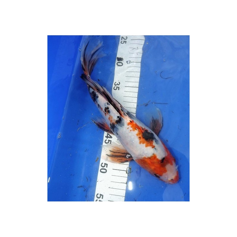 Sanke voile 25-30 cm