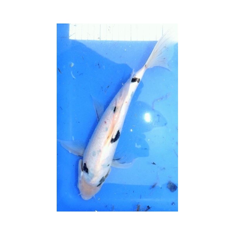 Shiro bekko voile 25-30 cm