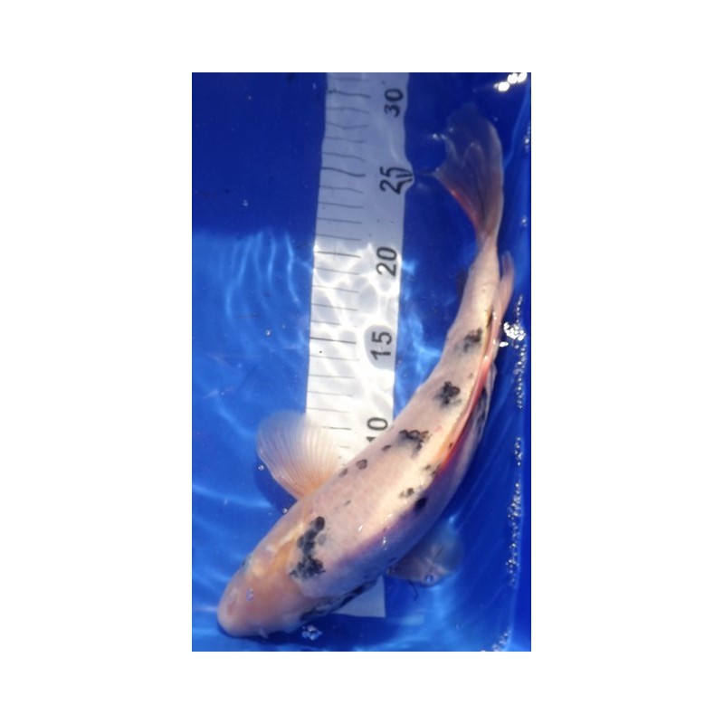 Shiro bekko voile 30-35 cm