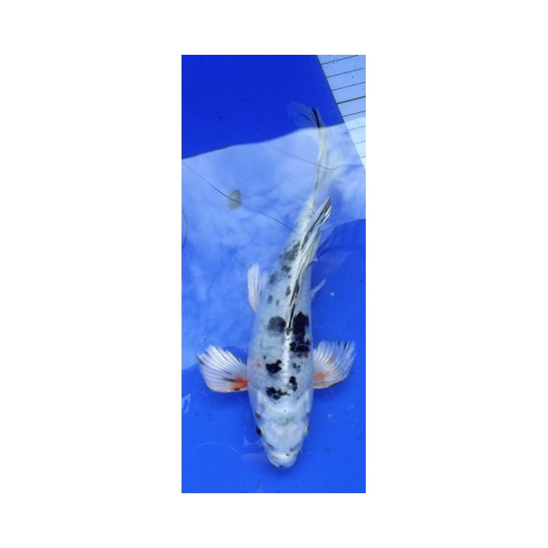 Yamatonishiki voile 20-25 cm