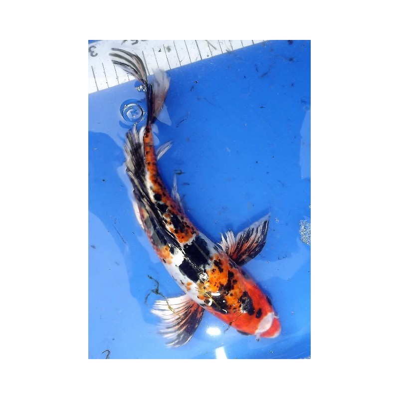 Showa voile 25-30 cm