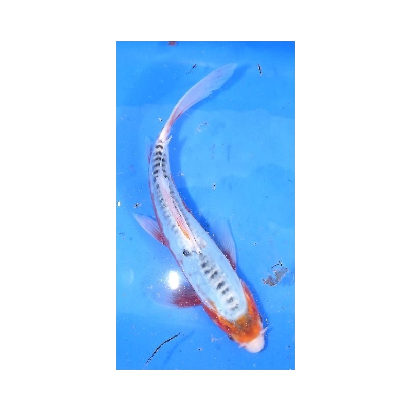 Shusui voile 20-25 cm