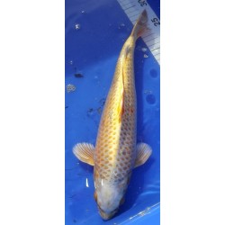 Yamabuki femelle 30-35 cm
