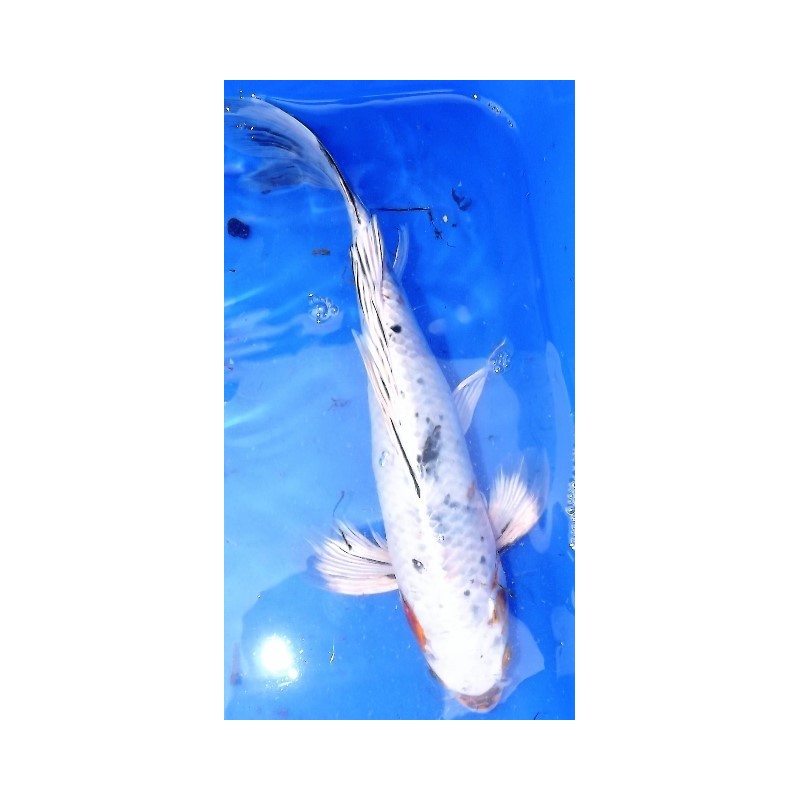 Yamatonishiki voile 25-30 cm