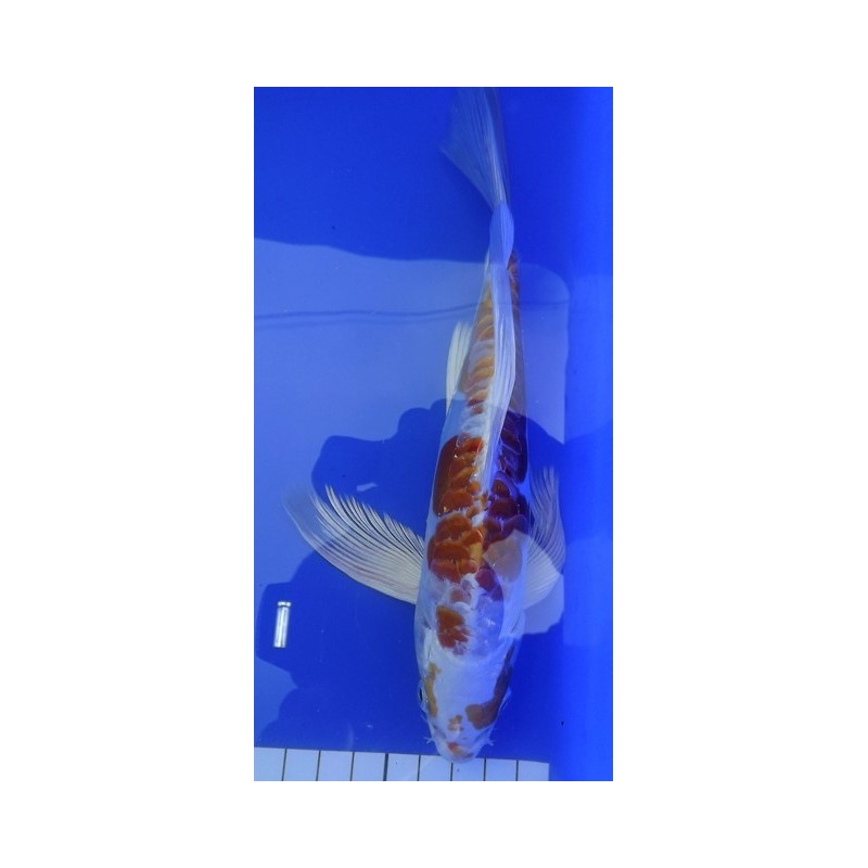 Doitsu hariwake voile 20-25 cm