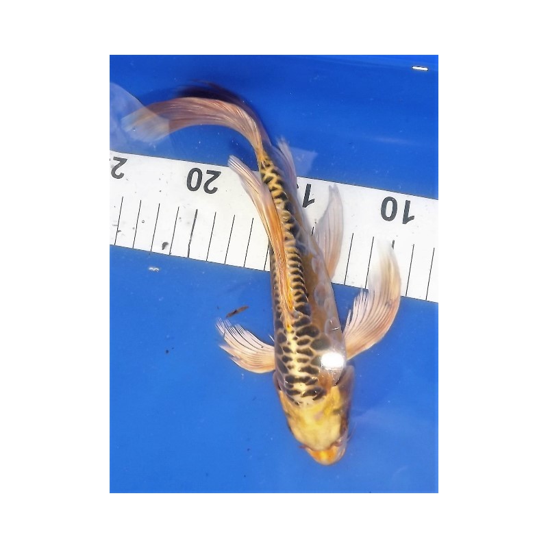 Doitsu ki matsuba voile 20-25 cm