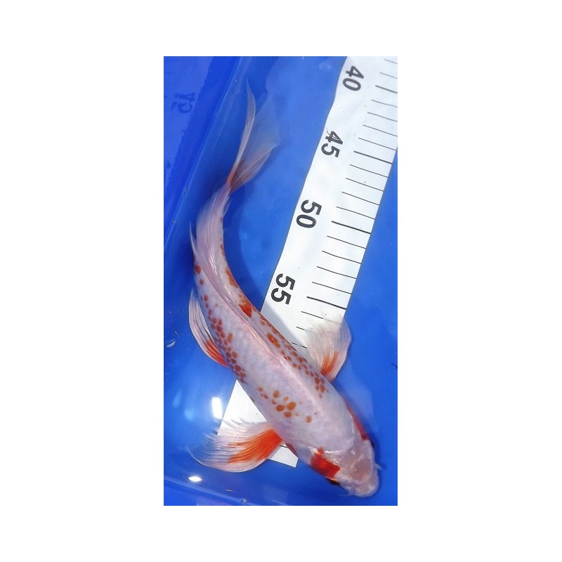 Hariwake voile 25-30 cm