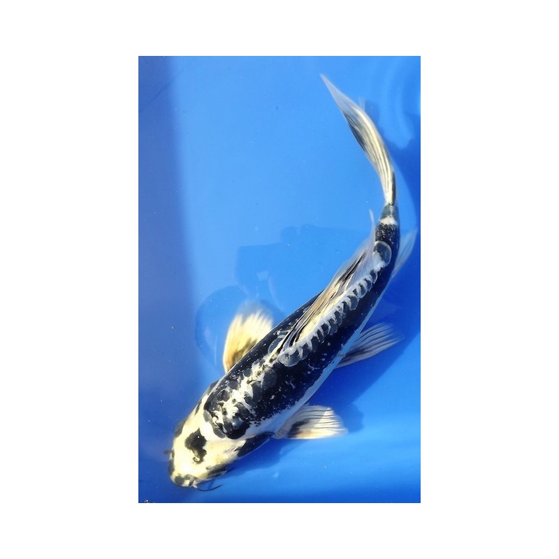 kikokuryu voile 25-30 cm