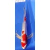 kikusui voile 20-25 cm