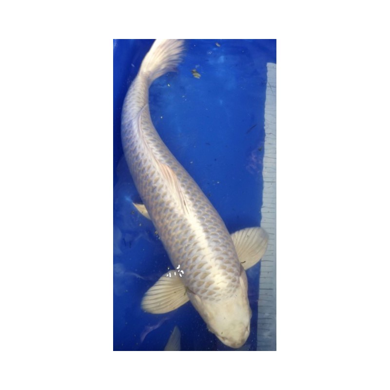 mukashi ogon femelle 57cm