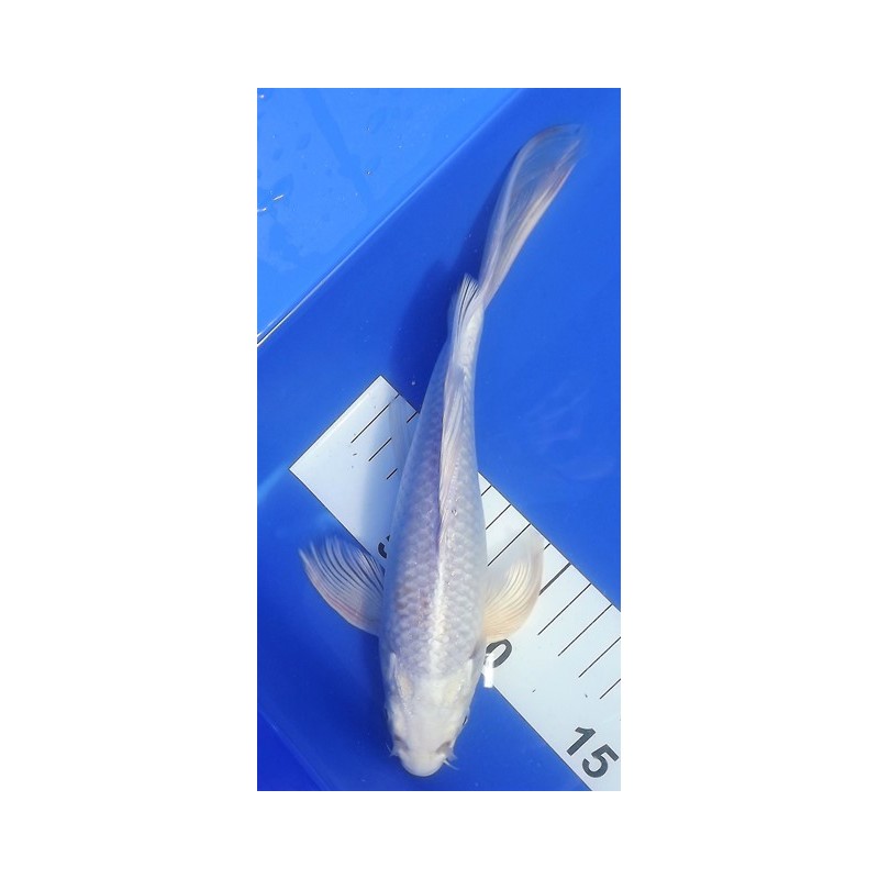 platinium voile 20-25 cm