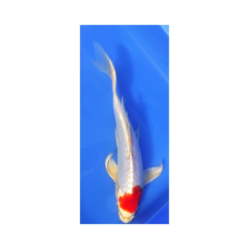 Tancho Doitsu Kohaku voile 25-30 cm