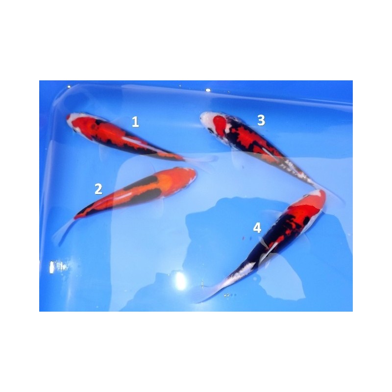 Tosaï : Beni Kumonryu Kawakami