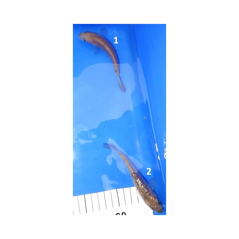 Tosaï : Chagoï et ginrin Chagoï Hirasawa