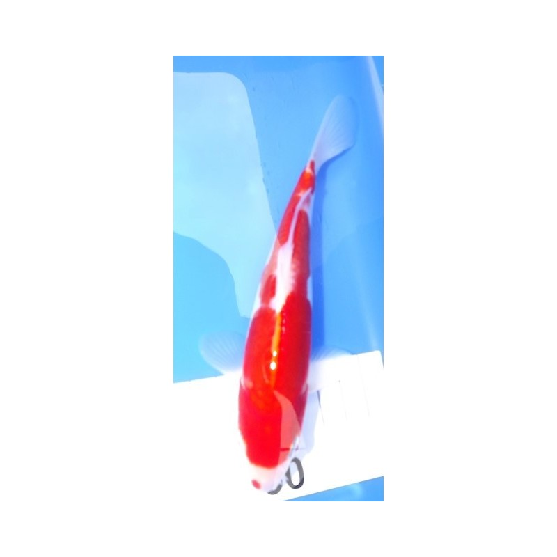 Tosaï : Doitsu Kohaku Maruhide