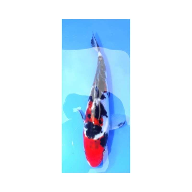 Tosaï : Doitsu Showa Maruhide