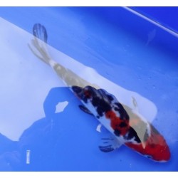 Tosaï : Doitsu Showa Maruhide