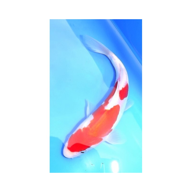 Tosaï : Doitsu Kohaku Maruhide