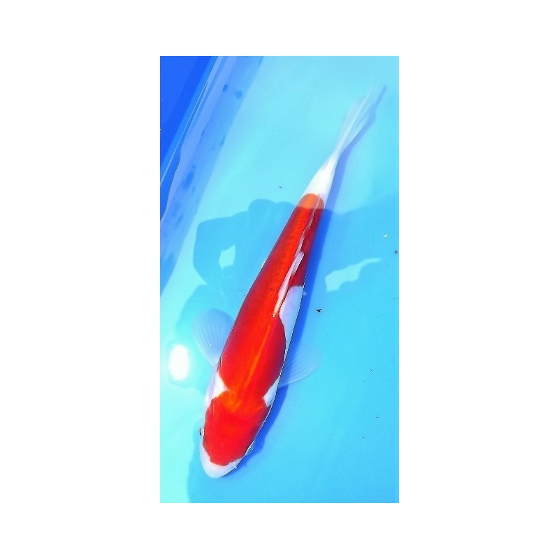 Tosaï : Doitsu Kohaku Maruhide