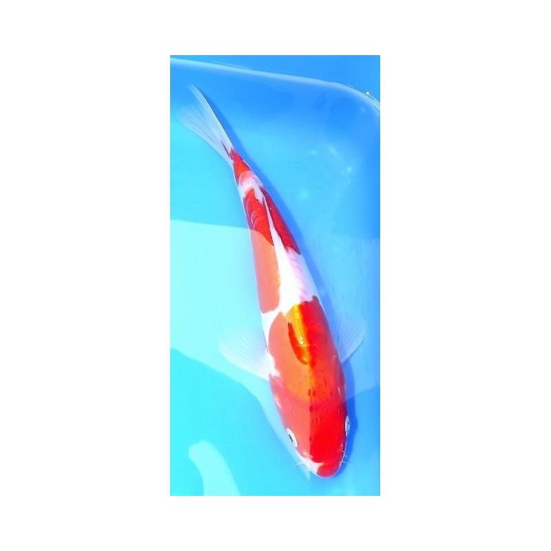 Tosaï : Doitsu Kohaku Maruhide