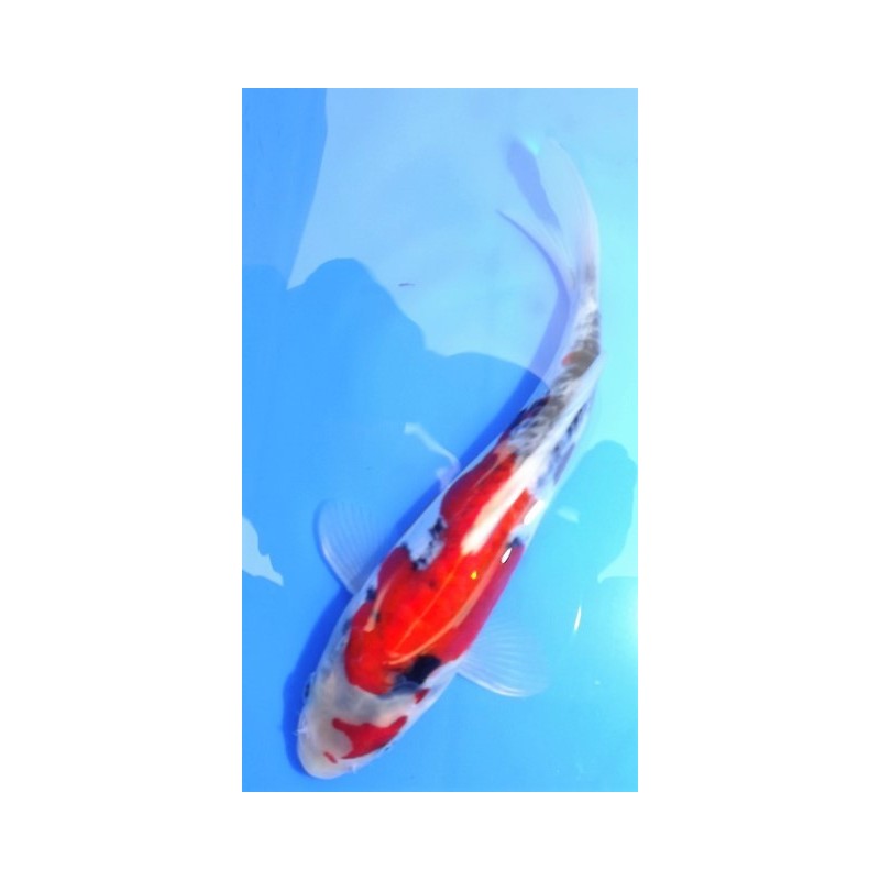 Tosaï : Doitsu Showa Maruhide