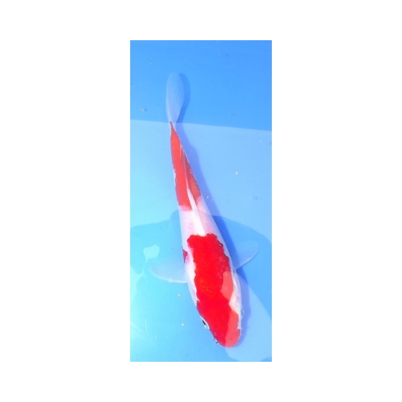 Tosaï : Kohaku Hirasawa