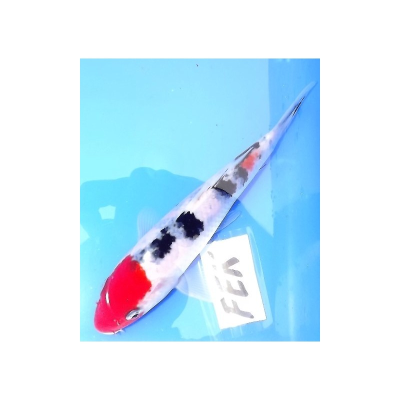 Tosaï : Sanke Hirasawa