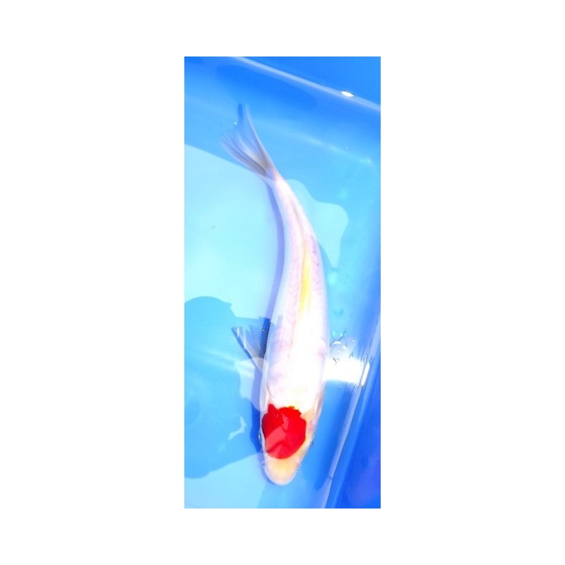 Tosaï : Tancho Doitsu Kohaku Maruhide