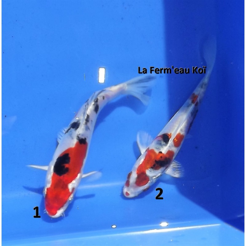 Tosaï : Doitsu Yamatonishiki 14-16 cm Sakazume