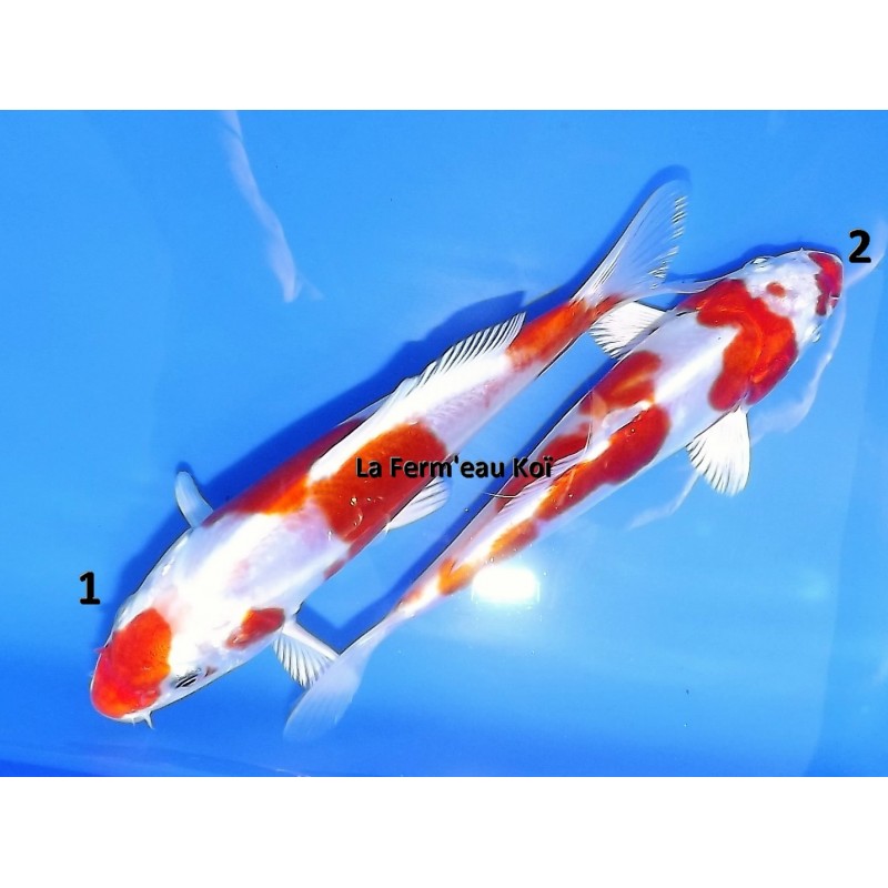 Tosaï : Kikusui 14-16 cm Sakazume