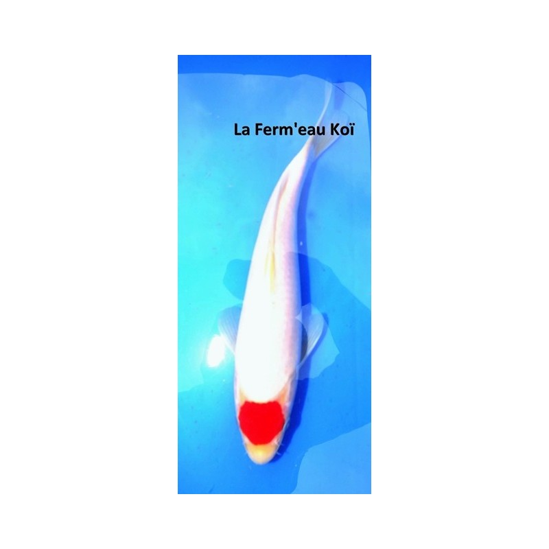 TOSAÏ tancho kohaku 25-30cm éleveur TORAZO