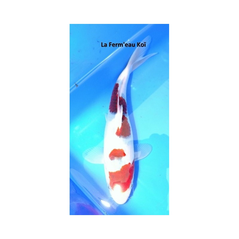 Tosaï Goromo HQ 20-25 cm éleveur OOFUCHI