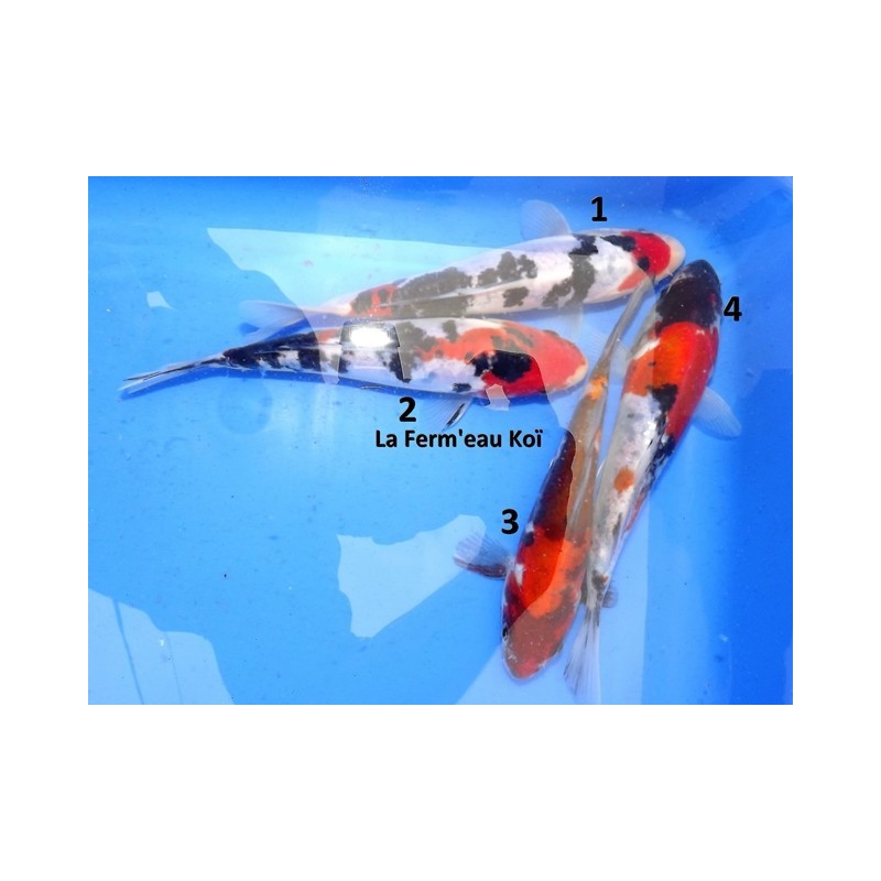 Tosaï : Doitsu Sanke et Showa Maruhide