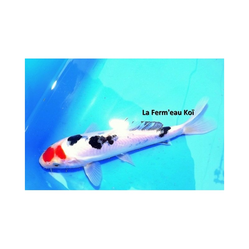 Tosaï : Doitsu Taisho Sanke Maruhide