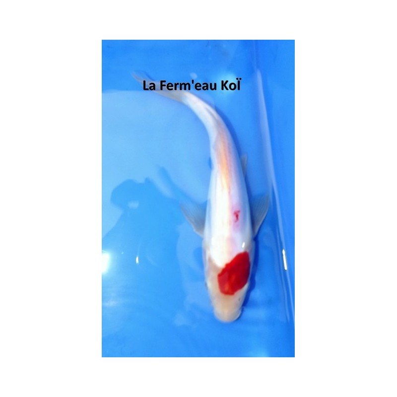 Tosaï : Doitsu Kohaku Maruhide